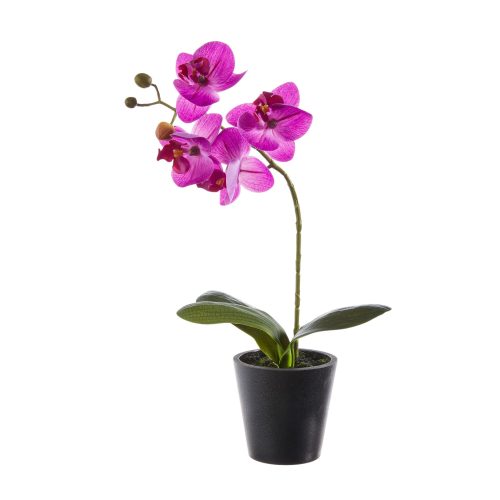 purple orchid decor plant 4322677