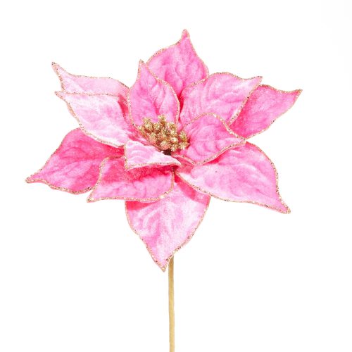 hot pink poinsettia